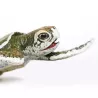 Safari Ltd. | Młode żółwia zatokowego SFS267429